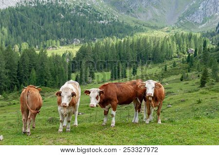 A Group Of Swiss Cows, Grazing In A Meadow In The Itialian Alps, In The Dolomites, On A Summer After