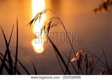 Grass On The Background Of The River And The Sunset