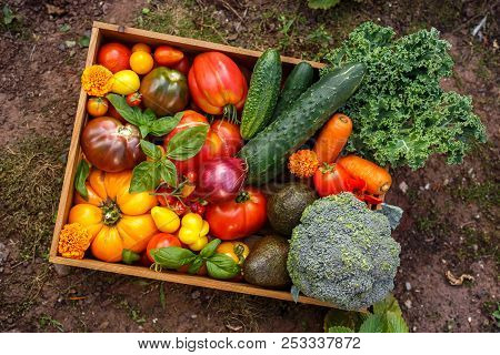 Organic Vegetable Box With Large, Cherry Tomatoes, Basil, Cucumbers, Red Onions, Broccoli And Avocad