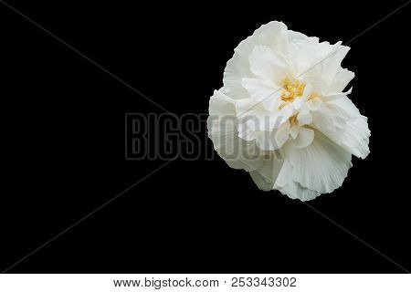 White Cotton Rose Isolated On Black Background. Confederate Rose (hibiscus Mutabilis L)