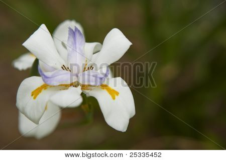 Bílá a fialová orchidej