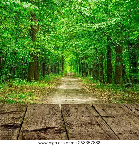 Green Forest. The Path Through The Trees