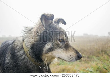 Sad Dog Looks Ahead. With Nature Colors As A Background