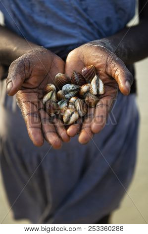 Detail Of The Hands Of A Cockles Harvester In The Beach In The Island Of Orango, Guinea Bissau, At S