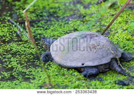 European Pond Turtle Or Emys Orbicularis In Water.