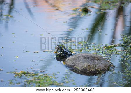 European Pond Turtle Or Emys Orbicularis In Water.