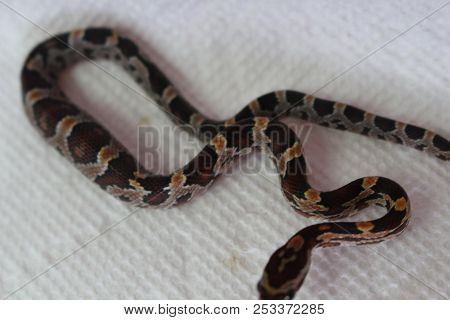 Corn Snake In Front Of A White Background