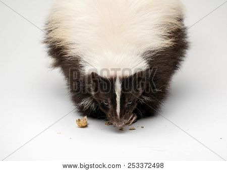 Striped Skunk - Mephitis Mephitis In Front Of A White Background