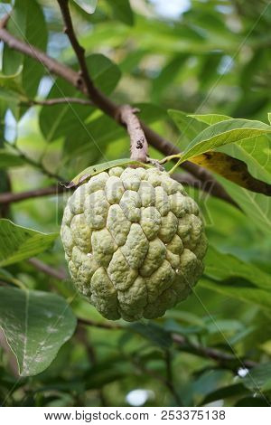 Sugar Apple Or Annona Squamosa Fruit In Nature Garden