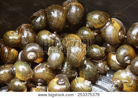 Close Up Group Fresh Golden Applesnail Shell
