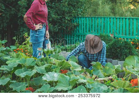 Family Picking Pumpkins At U-pick Farm. Choose A Pumpkin For Halloween In The Garden. Guy With A Gir