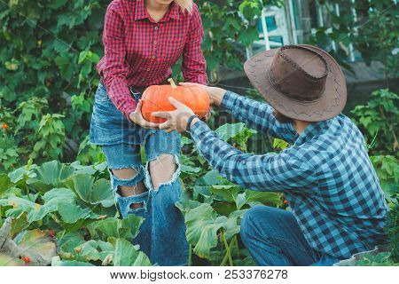 Family Picking Pumpkins At U-pick Farm. Choose A Pumpkin For Halloween In The Garden. Guy With A Gir