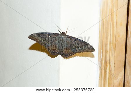Erebid Moth (eublemma Recta) - North Argentina