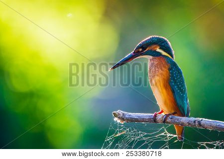 Common European Kingfisher Or Alcedo Atthis Sits On A Stick Above The River And Hunting For Fish. Th