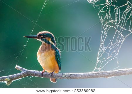Common European Kingfisher Or Alcedo Atthis Sits On A Stick Above The River And Hunting For Fish. Th