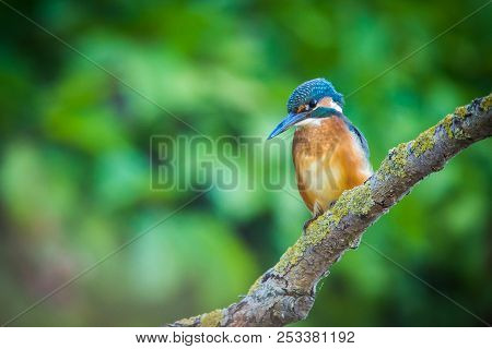 Common European Kingfisher Or Alcedo Atthis Sits On A Stick Above The River And Hunting For Fish. Th
