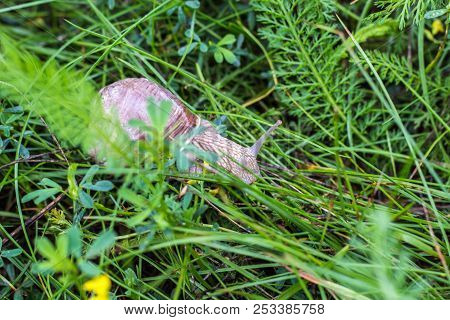 Big Snail With Green Grass, Close-up, Cochlea And Animal, Natural