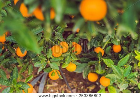 Close Up Vibrant Orange Citrus Fruits On A Kumquat Tree In Honor Of The Vietnamese New Year. Lunar N