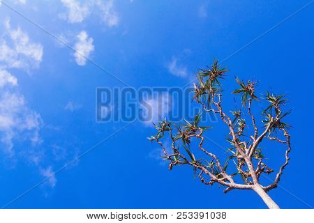 A Pandan Tree, Also Known As A Screw Pine Or Pandanus Palm. It Is Tree With Trunk Supported By Aeria