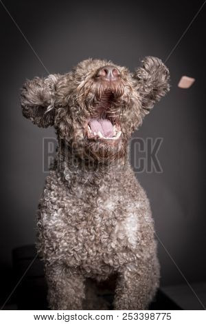 Lagotto Romagnolo Dog Catching Treat, Mouth Open.