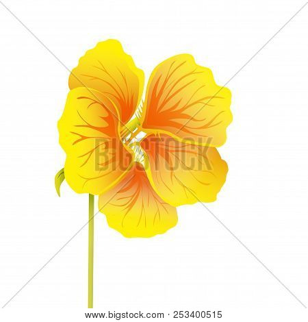 Beautiful Nasturtium Isolated On White Background. Yellow And Orange Bright Flower. Botanical Realis