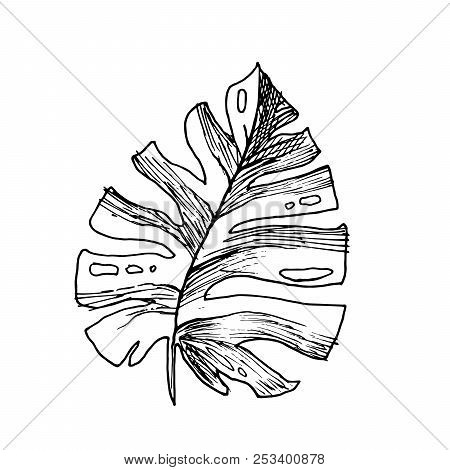 Isolated Sketched Coconut Or Queen Palm Tree Leaves. Beach And Rainforest, Desert Coco Flora. Foliag