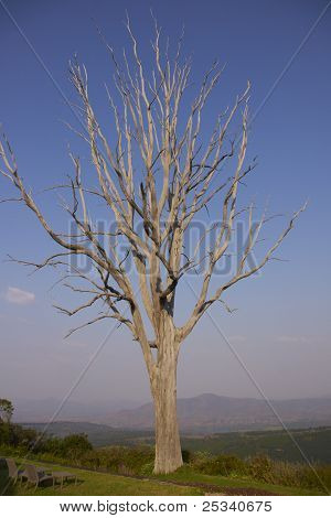 Dead Tree