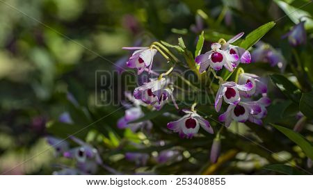 Dendrobium Nobile. Orquidea Doll Eye. - Pink Doll Eye Orchid