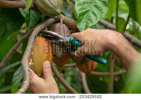 Cacao Fruit, Fresh Cocoa Pod In Hands, Cocoa Pod On Tree.