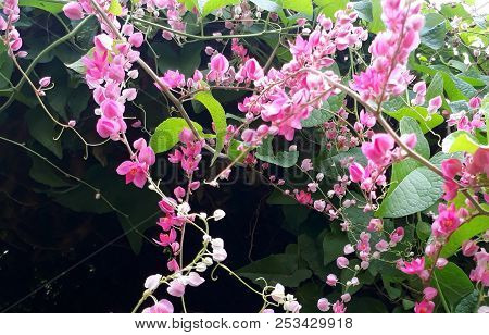 Antigonon Leptopus, Commonly Known As Mexican Creeper, Coral Vine, Bee Bush (in Most Caribbean Islan