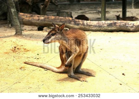 The Agile Wallaby (macropus Agilis) Also Known As The Sandy Wallaby, Is A Species Of Wallaby Found I