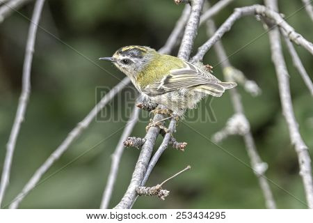 Regulus Ignicapilla, Common Firecrest On Tree