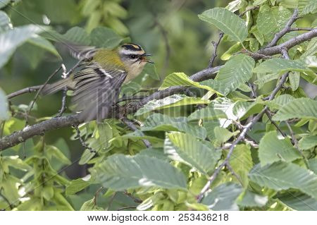 Regulus Ignicapilla, Common Firecrest On Tree