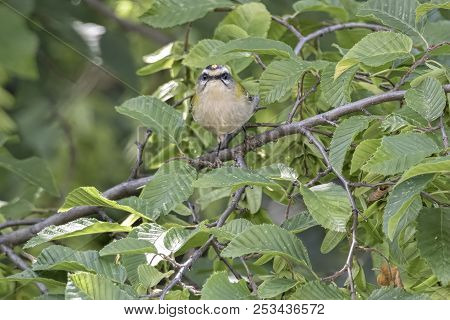 Regulus Ignicapilla, Common Firecrest On Tree