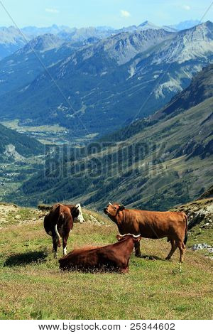 วัวที่ผ่าน Galibier ประเทศฝรั่งเศส