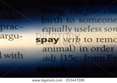 Spay Word In A Dictionary. Spay Concept.