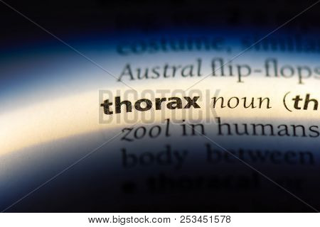Thorax Word In A Dictionary. Thorax Concept.