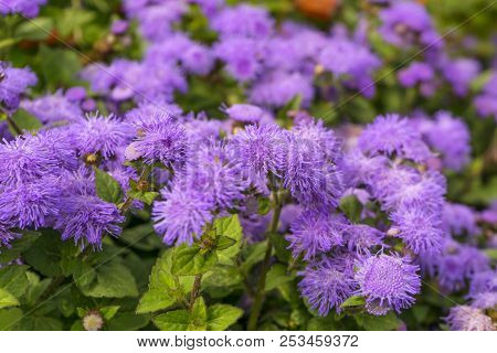 Furry Purple Flowers Of Ageratum Houstonianum (flossflower, Bluemink) Closeup
