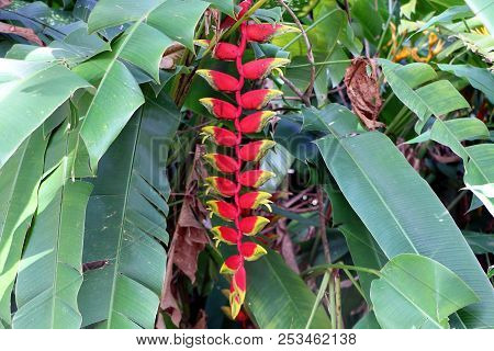 Heliconia Rostrata (also Known As Hanging Lobster Claw Or False Bird Of Paradise Or Sepit Udang Or W