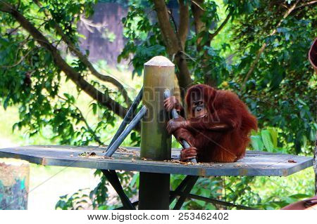 The Orangutans Are Three Extant Species Of Great Apes Native To Indonesia And Malaysia.