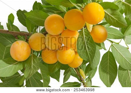 Yellow Ripe Cherry Plums On A Branch With Leaves On A White Background