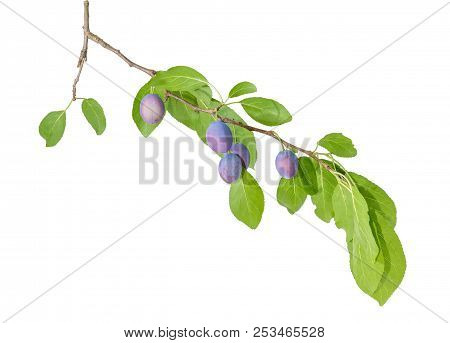 Branch Of The Plum With Ripe Fruits And Leaves On A White Background
