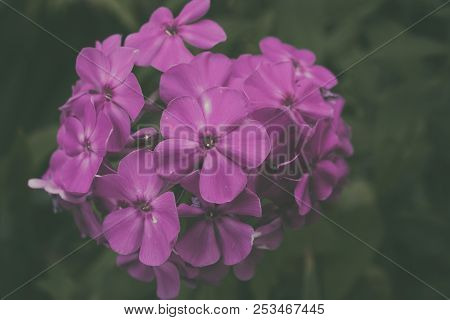 Pink Phlox Flowers. Garden Flowers. Summer Flowers. Pink Flower.