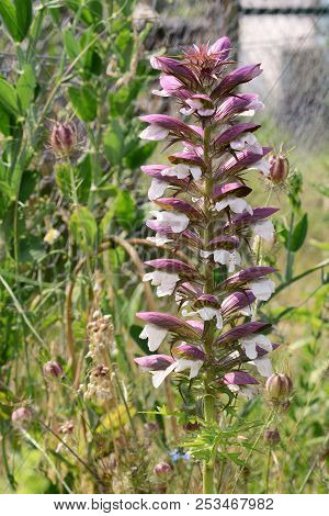 Bear's Breeches Plant With Tall Flower Spike
