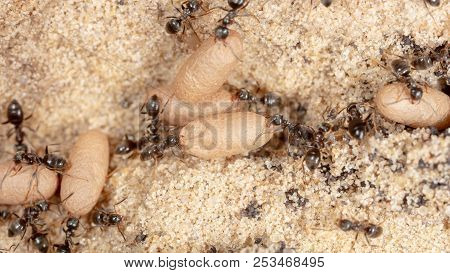 Ants And Formic Eggs In Nature. Macro