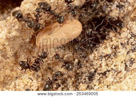 Ants And Formic Eggs In Nature. Macro