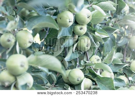 Green, Unripe Apples On A Branch In A Home Garden