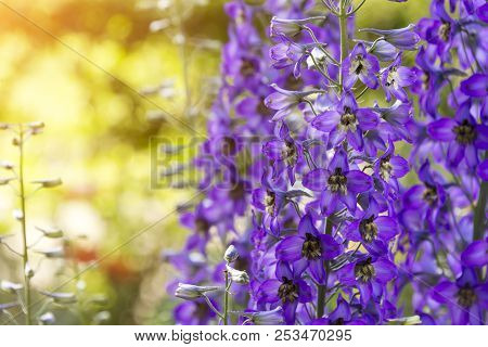 Blossoming Delphinium In The Field, In Summer In Warm Weather In The Wind