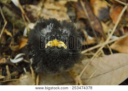 Baby Starlings Bird Falling From Nest On Ground In Garden