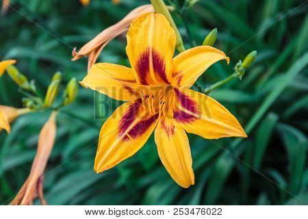 Yellow Lily Flower In The Park In Summer Close-up
